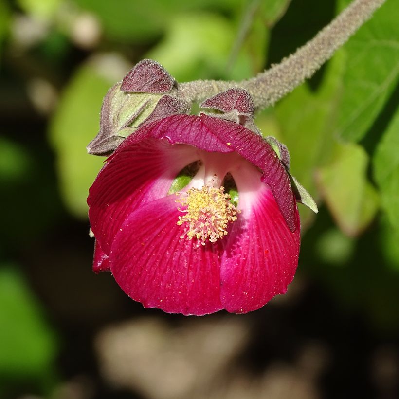 Phymosia umbellata - Fimosia (Floración)