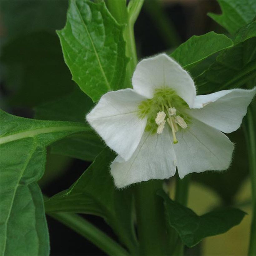 Physalis alkekengi - Linterna china (Floración)