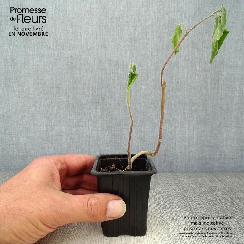 Ejemplar de Physalis peruviana BIO en godet - Coqueret du Pérou Godet de 7/8 cm entregado en otoño