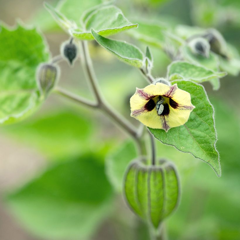 Aguaymanto - Physalis peruviana (Floración)