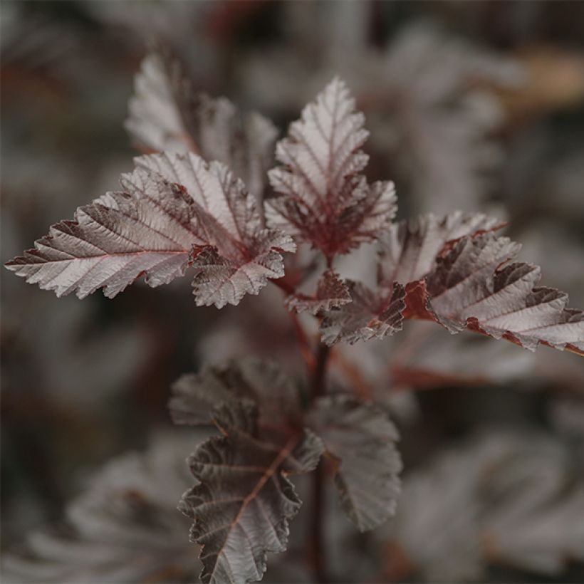 Physocarpus opulifolius Midnight (Follaje)