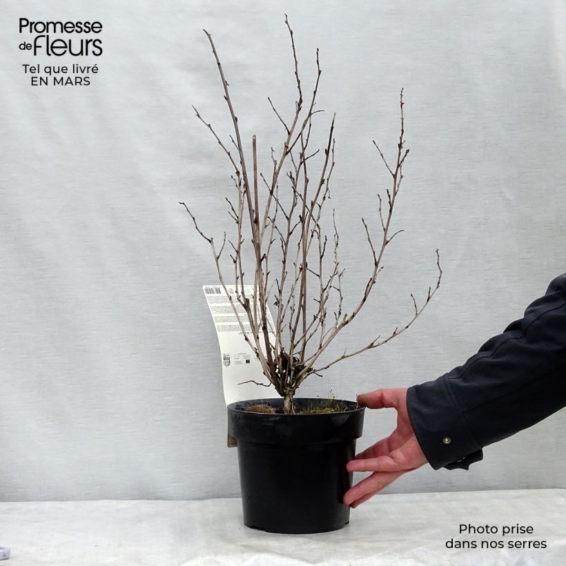 Physocarpe à feuilles d'Obier - Physocarpus opulifolius Rubella Pot de 2L/3L Ejemplar entregado en invierno