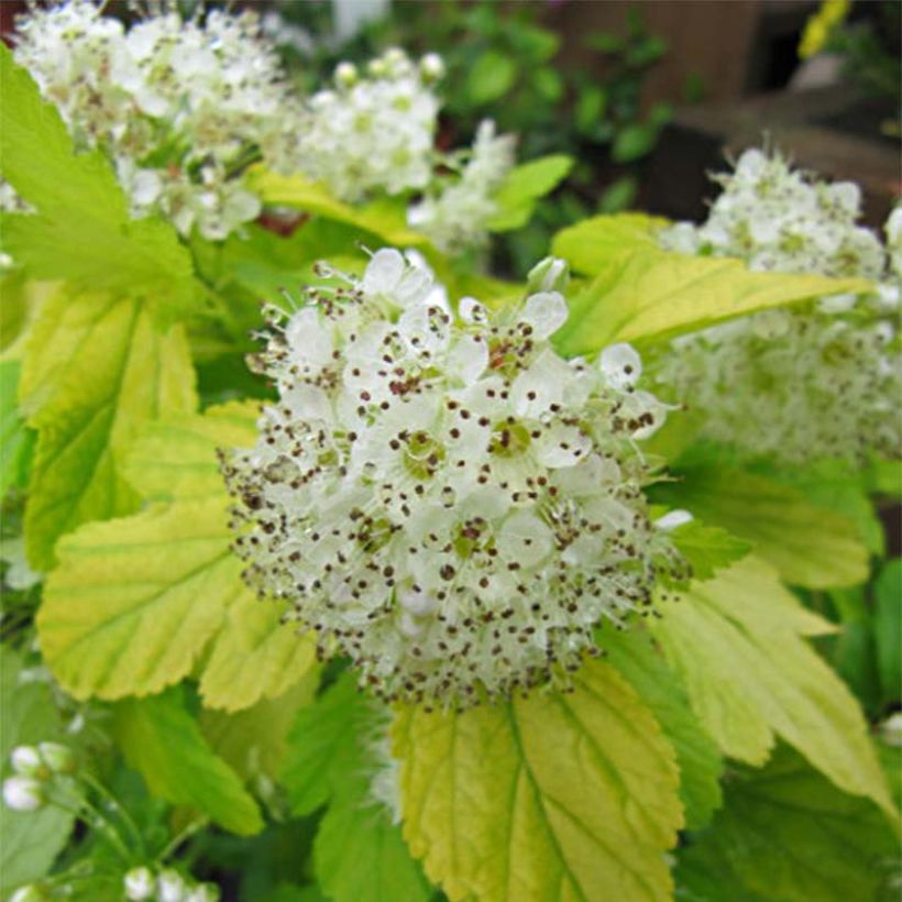 Physocarpus opulifolius Dart's Gold (Floración)