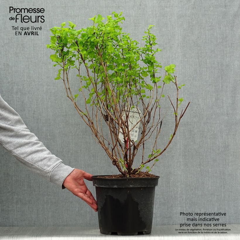 Physocarpus opulifolius Dart's Gold Maceta 7,5L/10LAltura de entrega aprox. 60/80cm Ejemplar entregado en la primavera