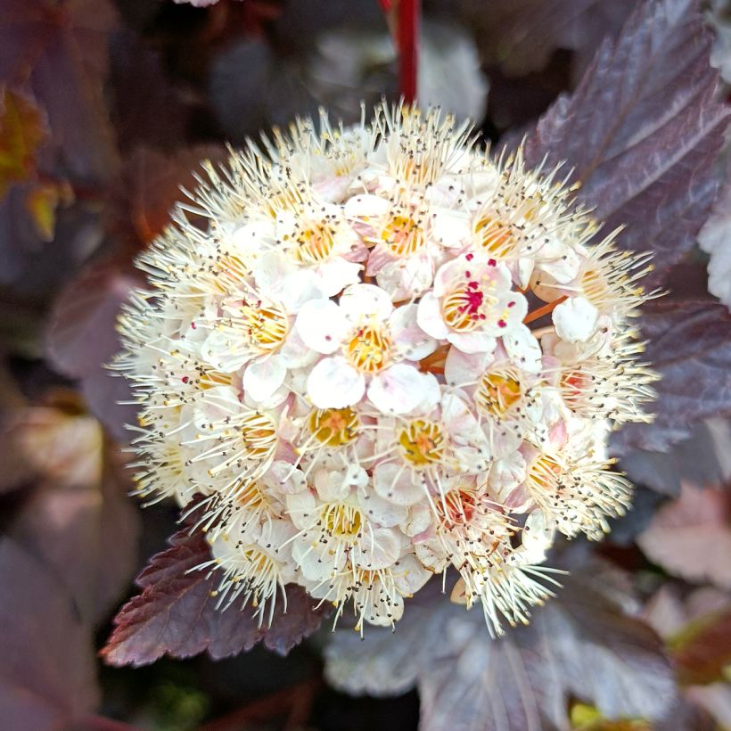 Physocarpus opulifolius Diabolo (Floración)