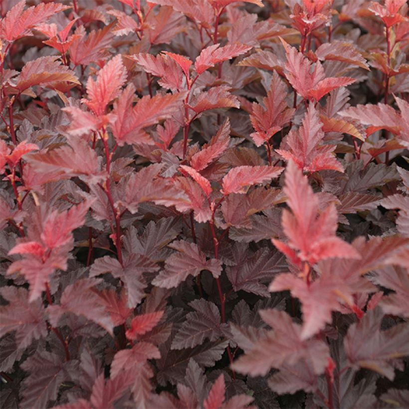 Physocarpus opulifolius Lady in Red (Follaje)