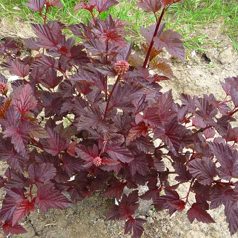 Physocarpus opulifolius Lady in Red (Porte)