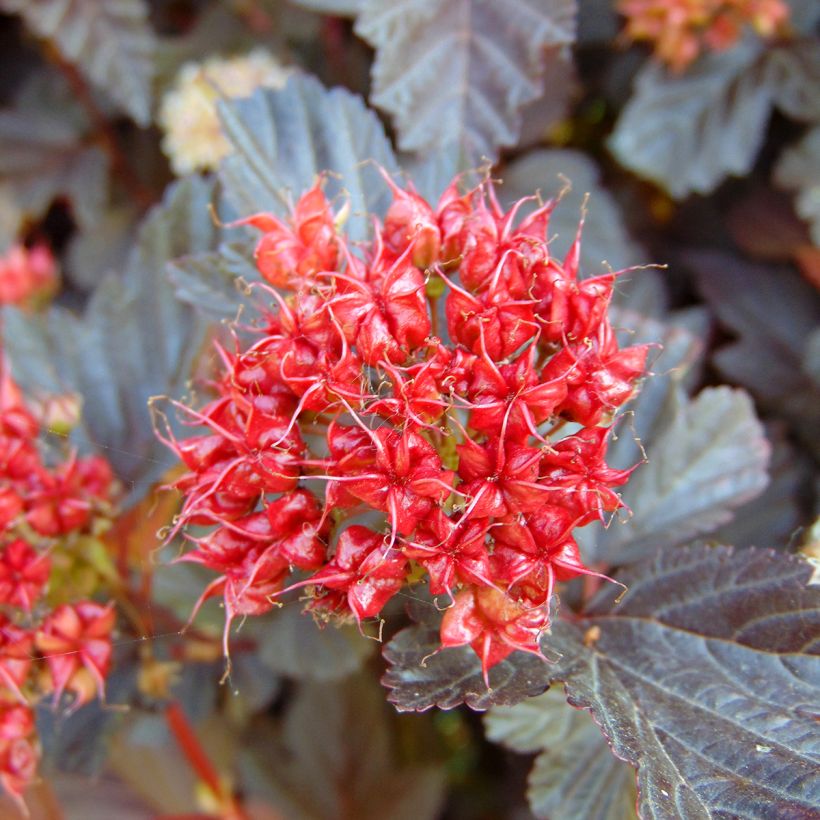 Physocarpus opulifolius Lady in Red (Cosecha)