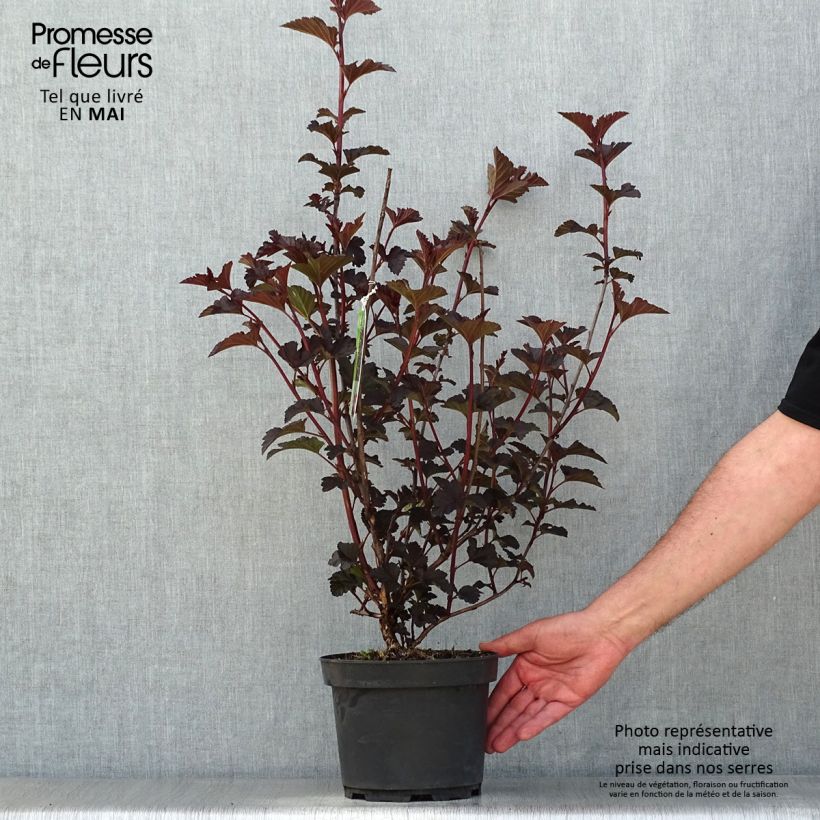 Physocarpus opulifolius Midnight Maceta 3L/4LAltura de entrega aprox. 30/40cm Ejemplar entregado en la primavera