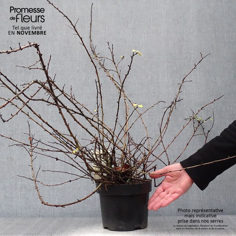 Ejemplar de Physocarpus capitatus Tilden Park Pot de 3L/4L entregado en otoño