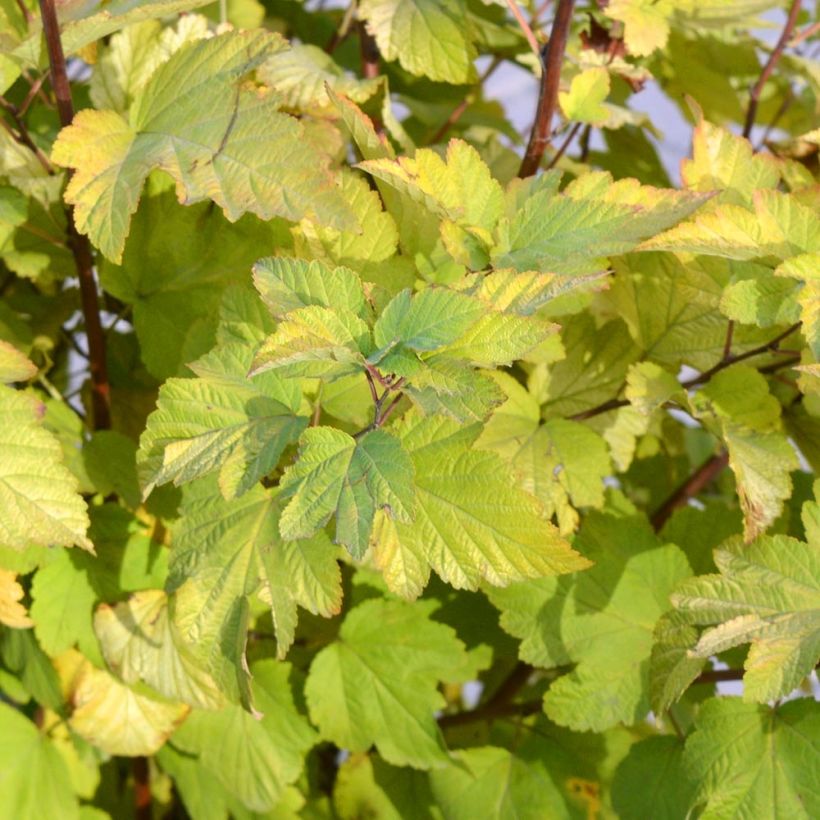 Physocarpus opulifolius (Follaje)