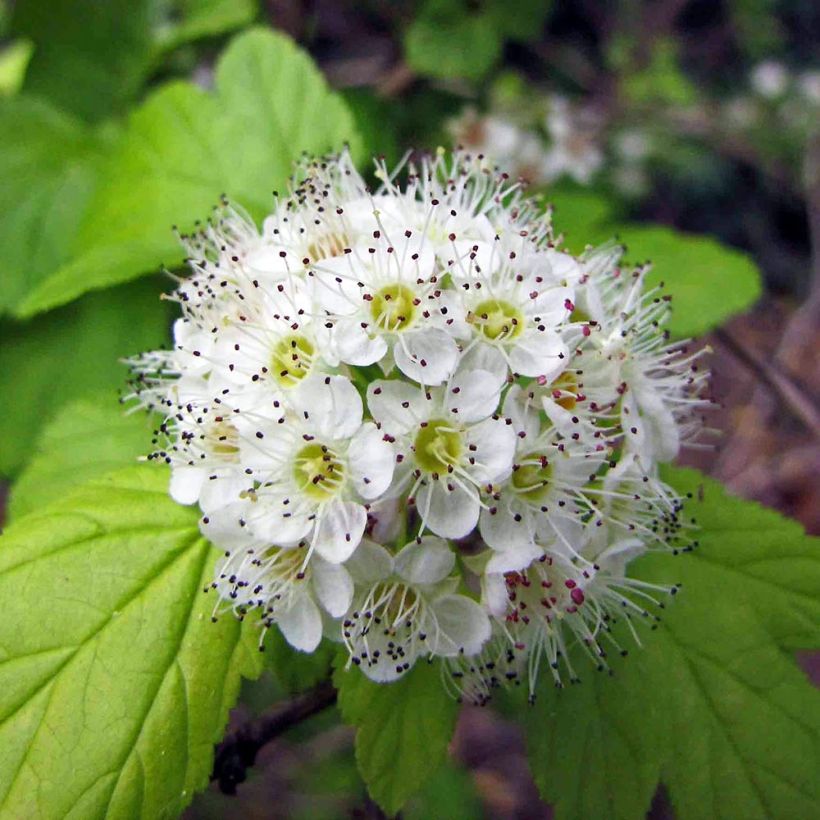 Physocarpus opulifolius (Floración)