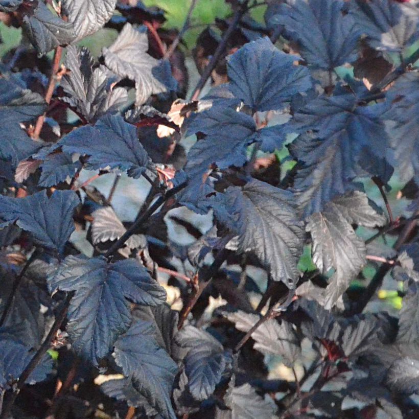 Physocarpus opulifolius All Black (Follaje)