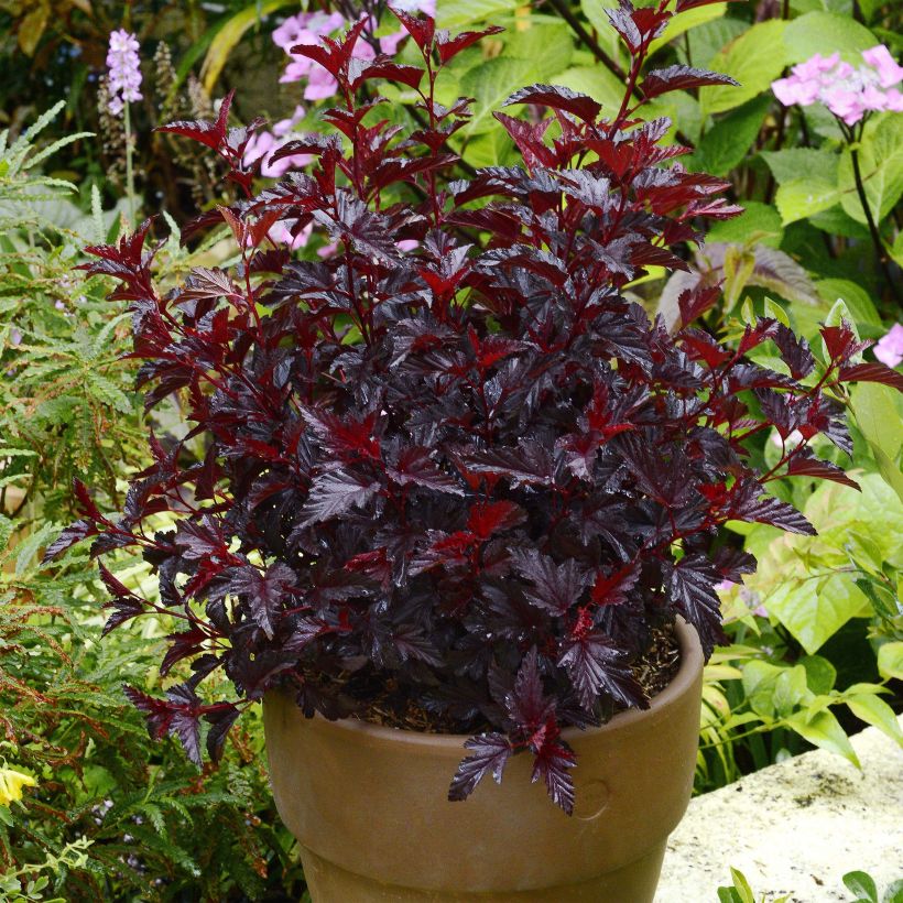 Physocarpus opulifolius All Black (Porte)