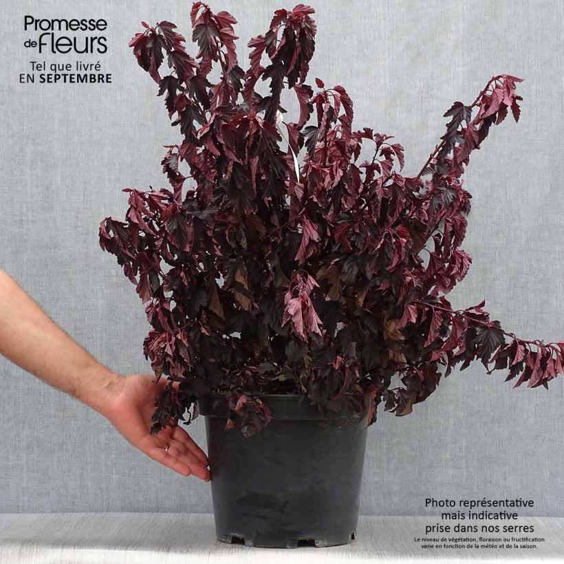 Ejemplar de Physocarpus opulifolius All Black - Physocarpe noir en pot de 7,5l/10l entregado en otoño