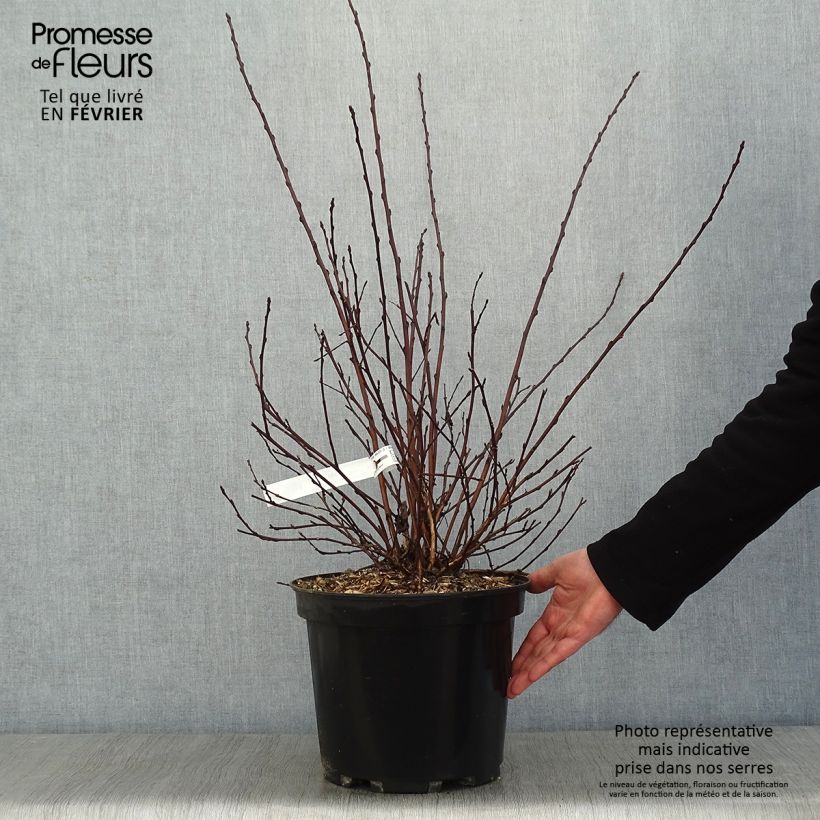 Physocarpus opulifolius All Black - Physocarpe noir en pot de 7,5l/10l Ejemplar entregado en invierno