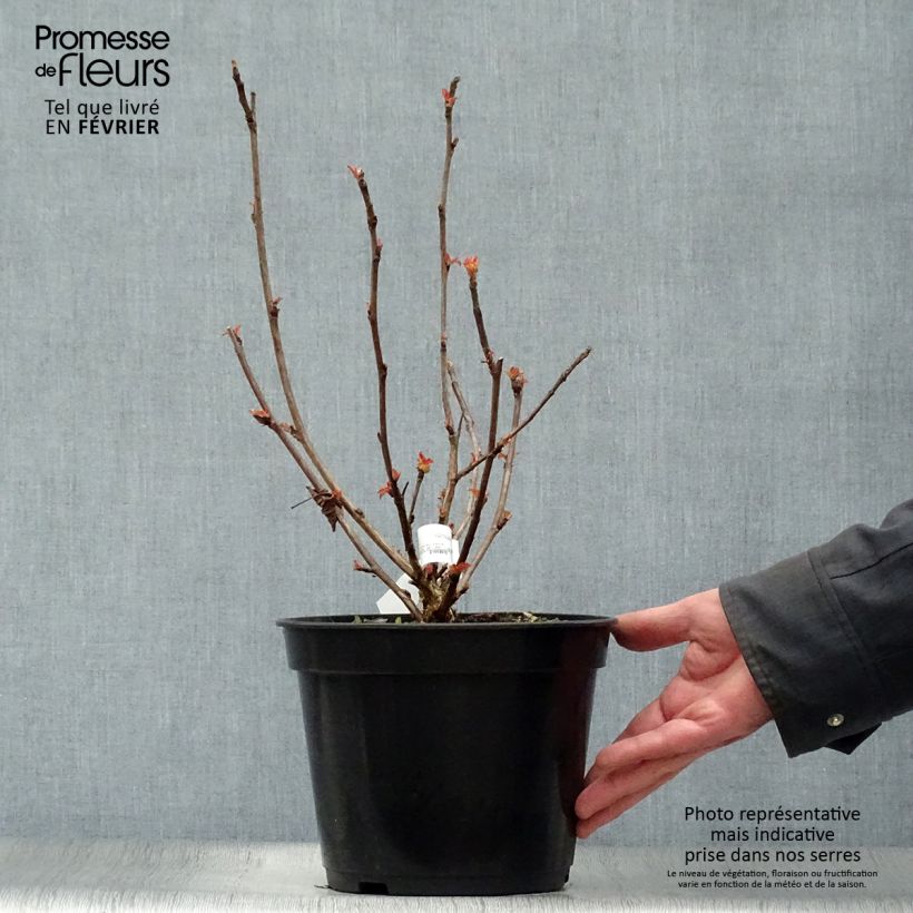 Physocarpus opulifolius Amber Jubilee 40cm en pot de 3.5L. Ejemplar entregado en invierno