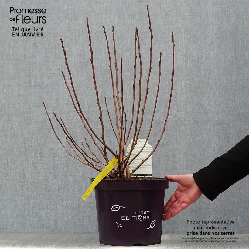 Physocarpus opulifolius Amber Jubilee 60/80cm en pot de 10L. Ejemplar entregado en invierno