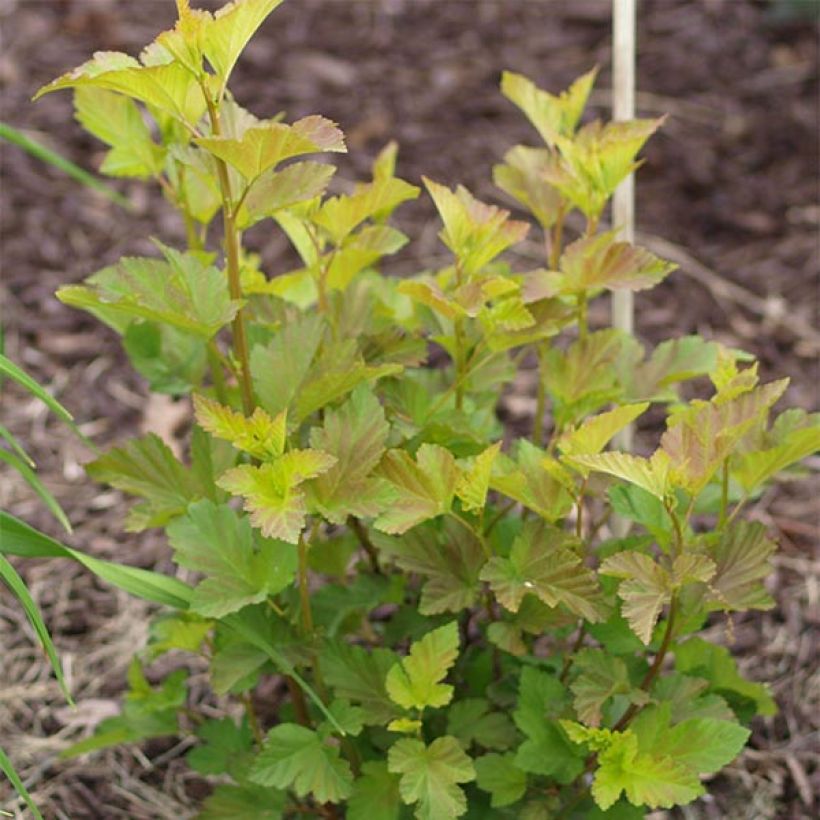 Physocarpus opulifolius Amber Jubilee (Follaje)