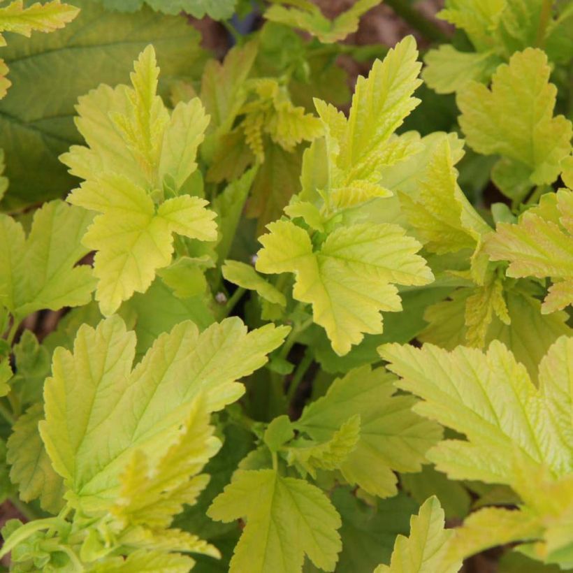 Physocarpus opulifolius Angel Gold (Follaje)