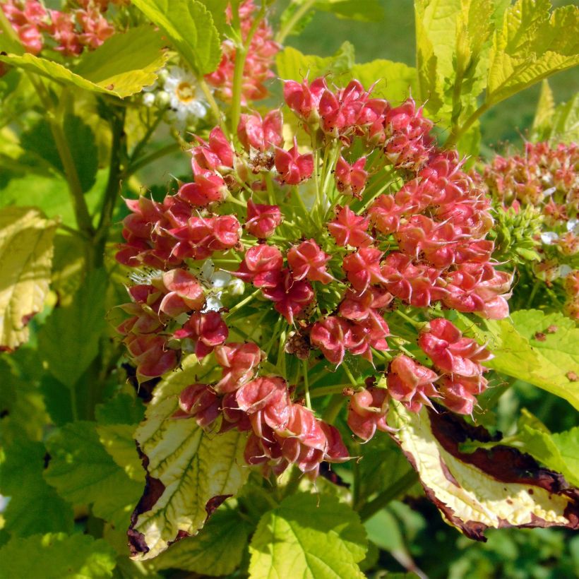 Physocarpus opulifolius Angel Gold (Cosecha)