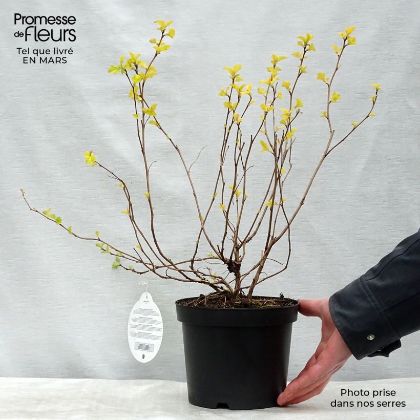 Physocarpus opulifolius Anny's Gold - Physocarpe Pot de 3L/4L Ejemplar entregado en invierno