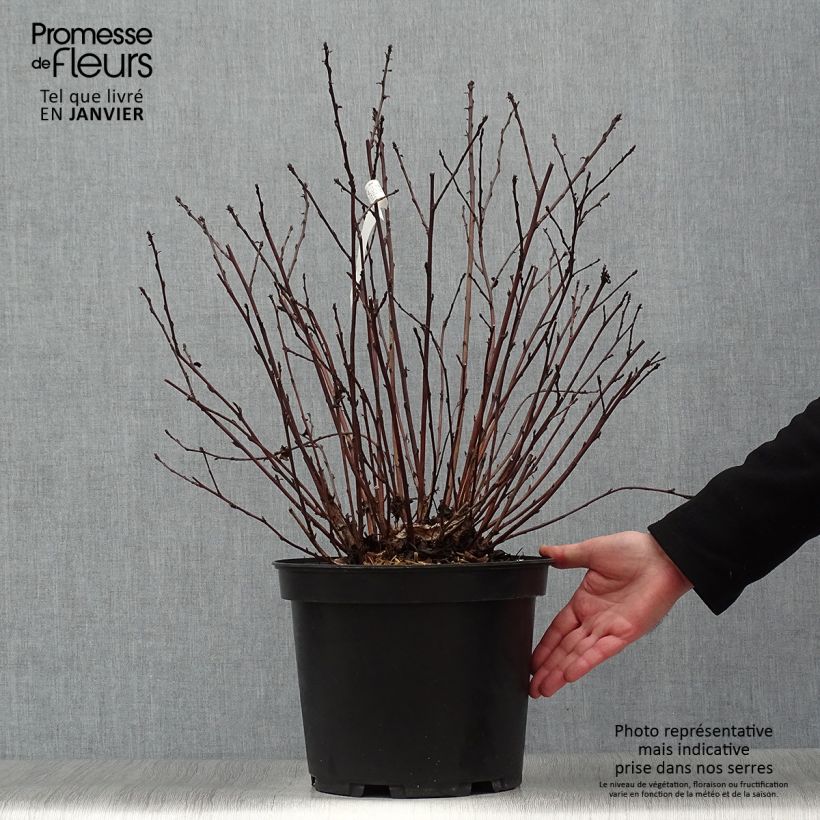 Physocarpus opulifolius Black light Ejemplar entregado en invierno