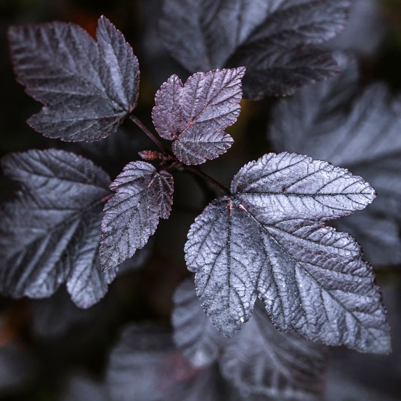 Physocarpus opulifolius Black light (Follaje)