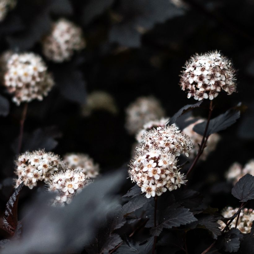 Physocarpus opulifolius Black light (Floración)