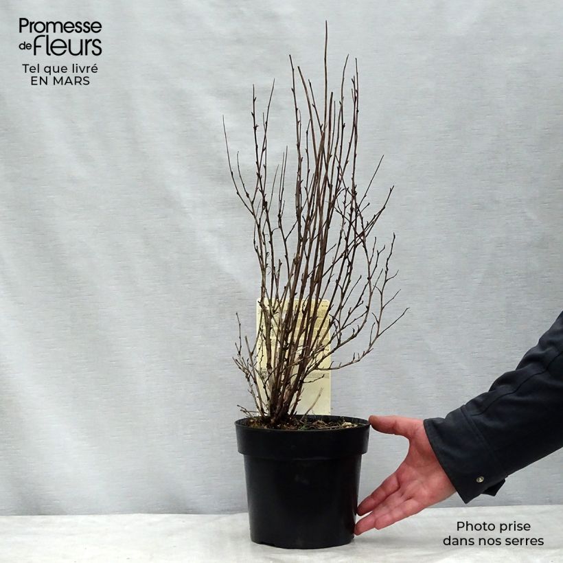 Physocarpus opulifolius Burgundy Candy Pot de 2L/3L Ejemplar entregado en invierno