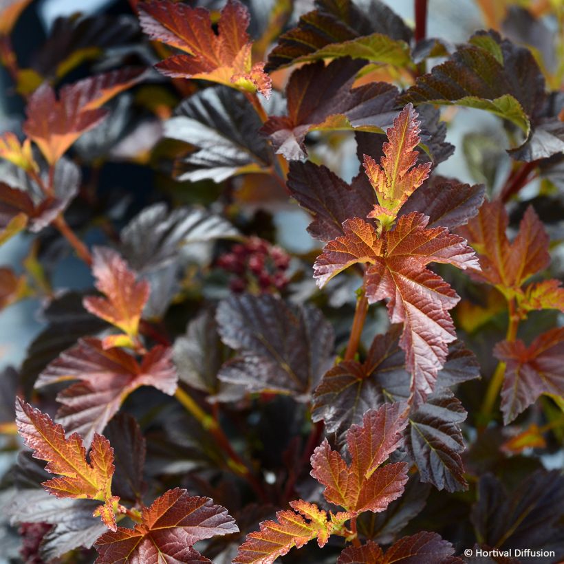 Physocarpus opulifolius Choco Flame (Follaje)