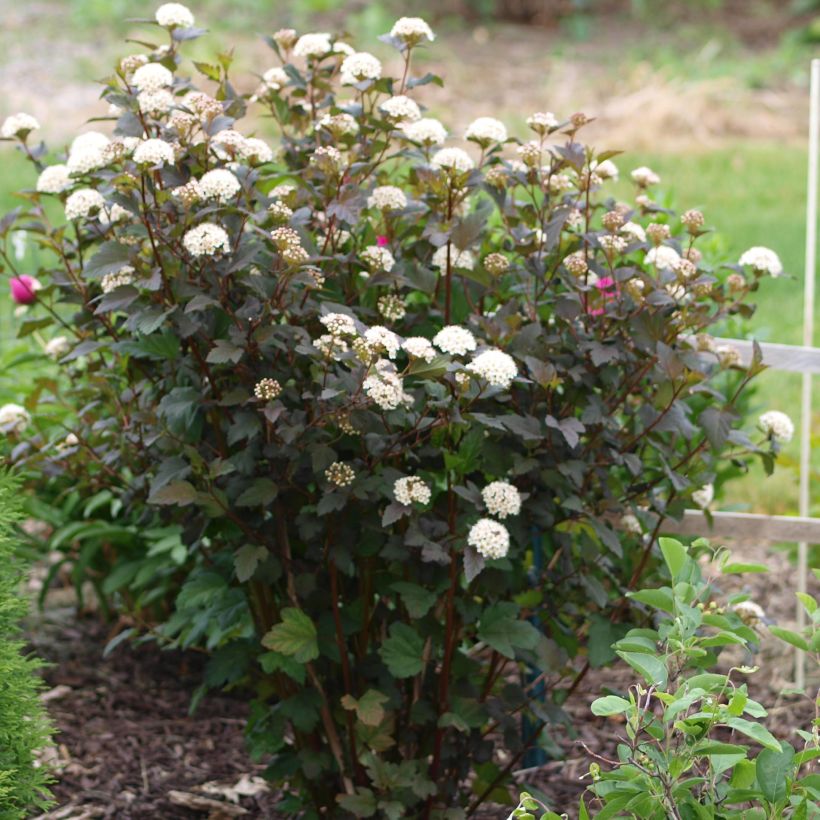 Physocarpus opulifolius Diabolo (Porte)