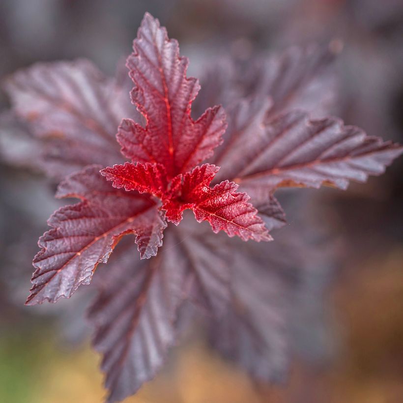 Physocarpus opulifolius Fireside - Physocarpe à feuilles d'obier (Follaje)