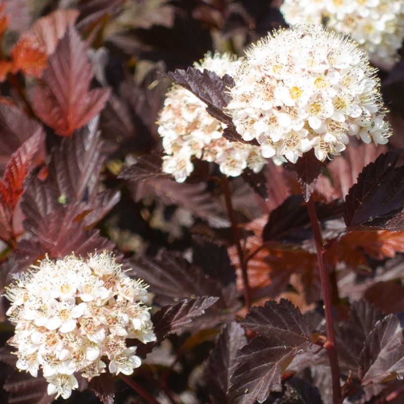 Physocarpus opulifolius Little Angel (Cosecha)