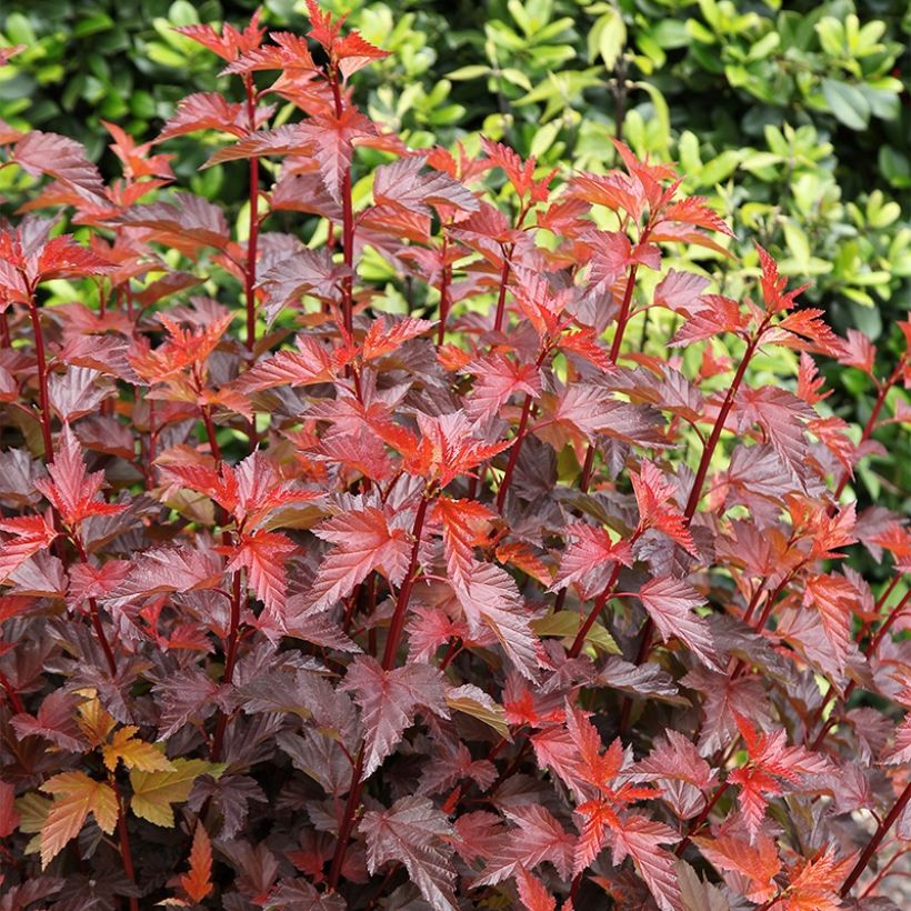 Physocarpus opulifolius Little Angel (Porte)