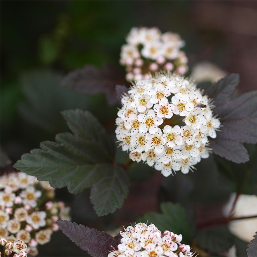 Physocarpus opulifolius Little Devil (Floración)