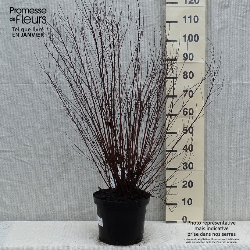 Physocarpus opulifolius Little Devil - Pot de 10L Ejemplar entregado en invierno