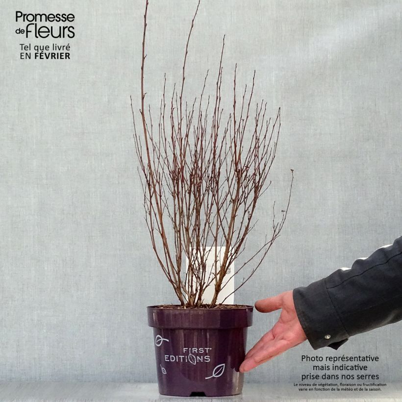 Physocarpus opulifolius Little Devil - Pot de 3,5L Ejemplar entregado en invierno