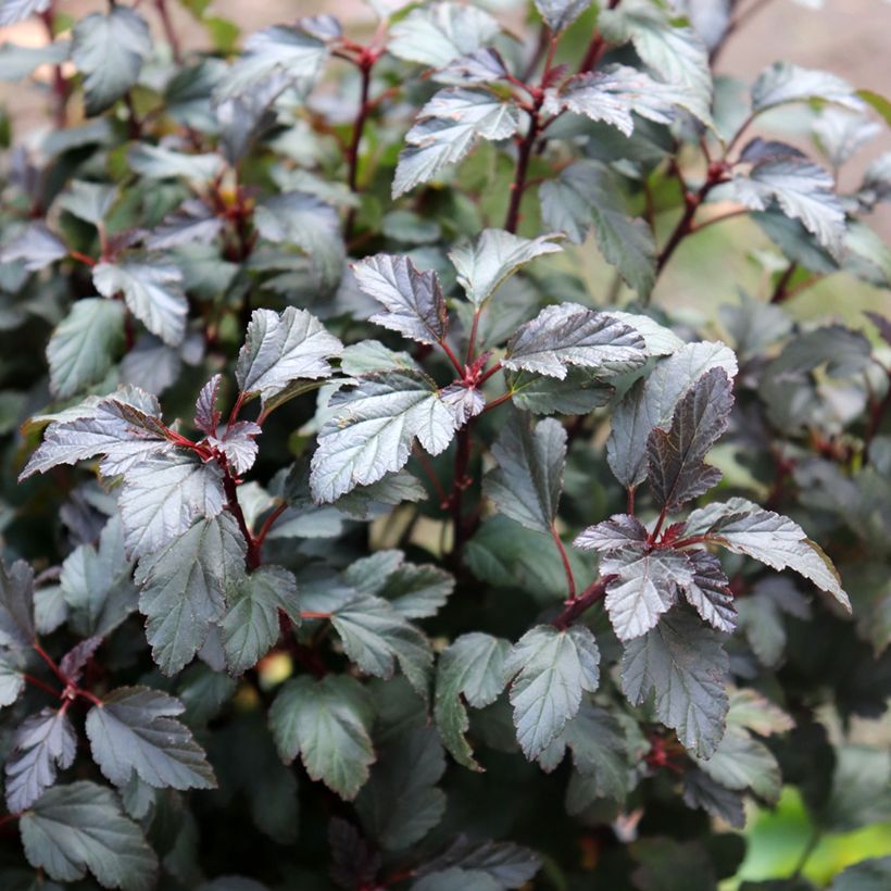 Physocarpus opulifolius Little Joker (Follaje)