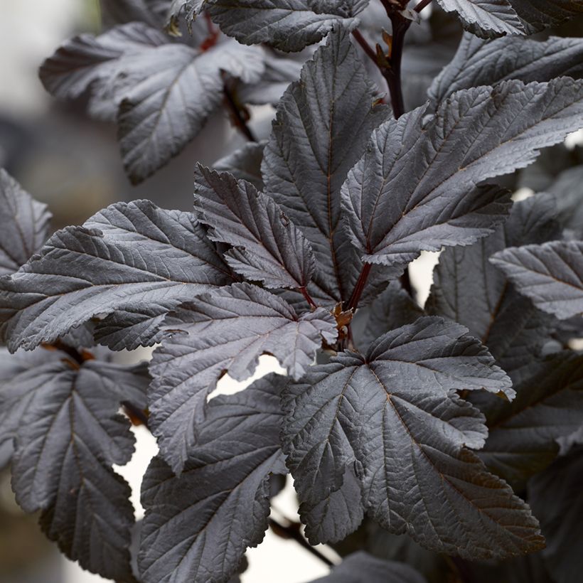 Physocarpus opulifolius Little Ninja (Follaje)