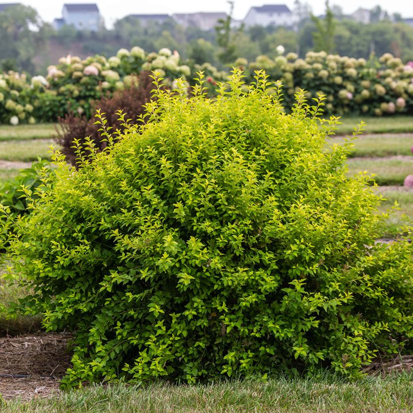 Physocarpus opulifolius Lucky Devil (Porte)