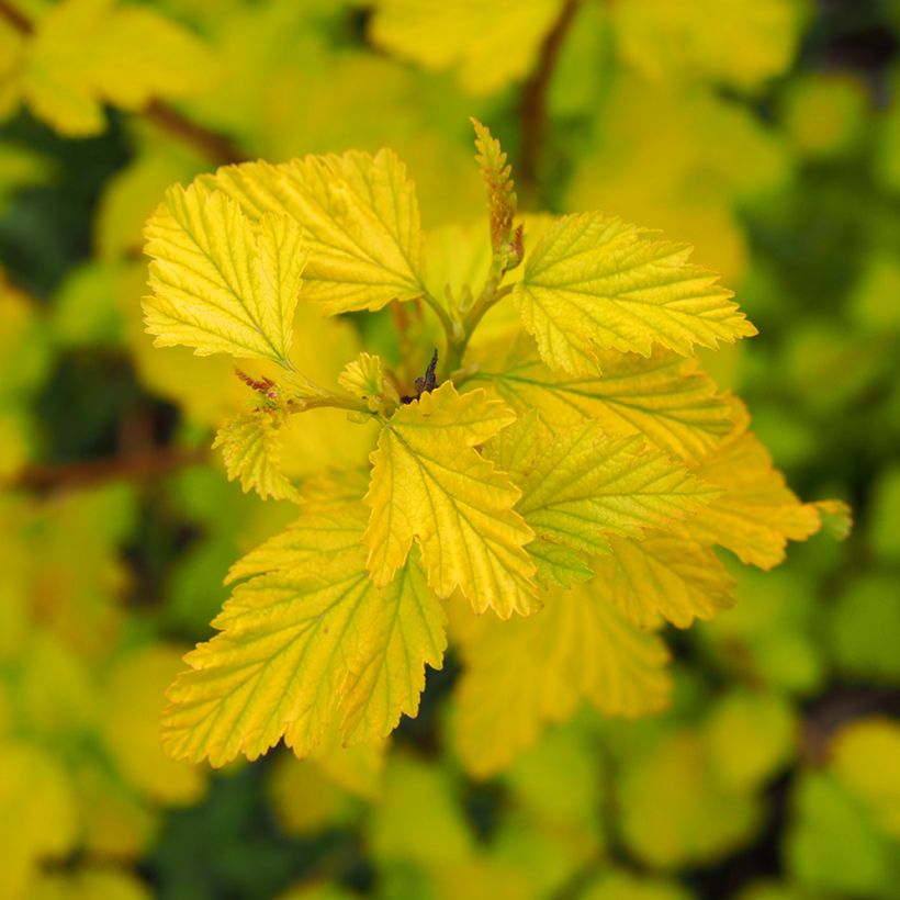 Physocarpus opulifolius Luteus (Follaje)