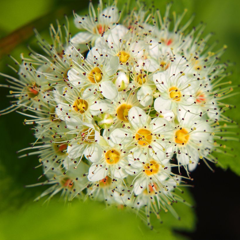 Physocarpus opulifolius Luteus (Floración)