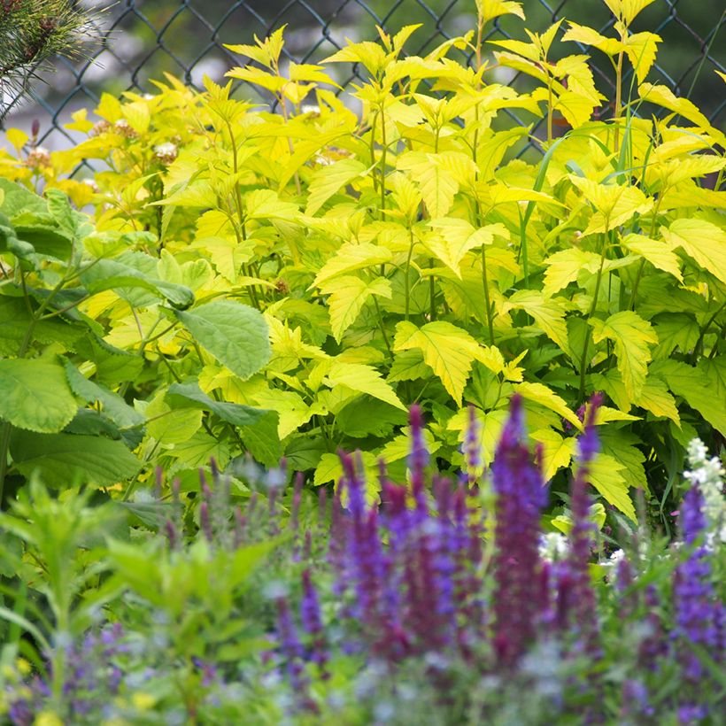 Physocarpus opulifolius Luteus (Porte)