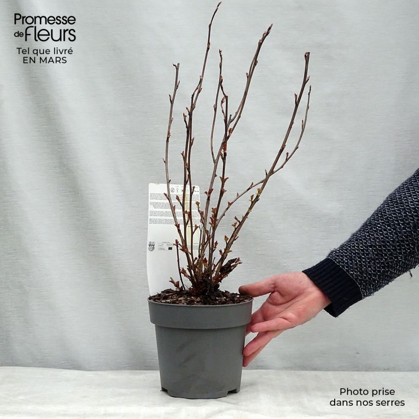 Physocarpus opulifolius Perspektiva Pot de 2L/3L Ejemplar entregado en invierno