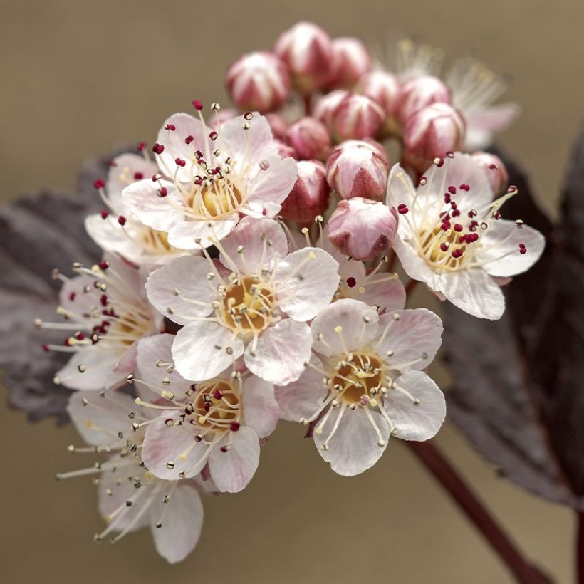 Physocarpus opulifolius Perspektiva (Floración)