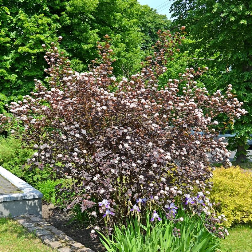 Physocarpus opulifolius Perspektiva (Porte)