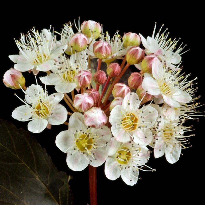 Physocarpus opulifolius Red Baron (Floración)