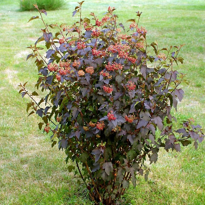 Physocarpus opulifolius Red Baron (Porte)