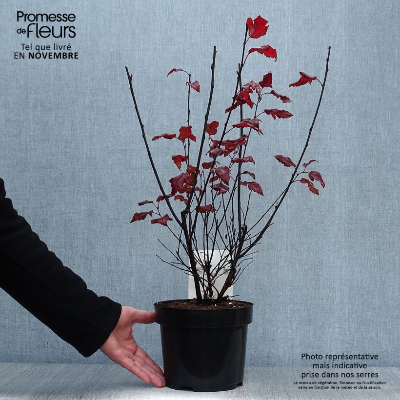 Ejemplar de Physocarpus opulifolius Summer Wine Pot de 3L/4L entregado en otoño